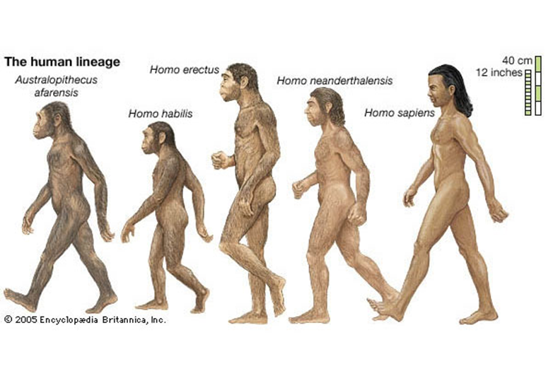 Quá trình tiến hóa của loài người, Encyclopedia Britannica.